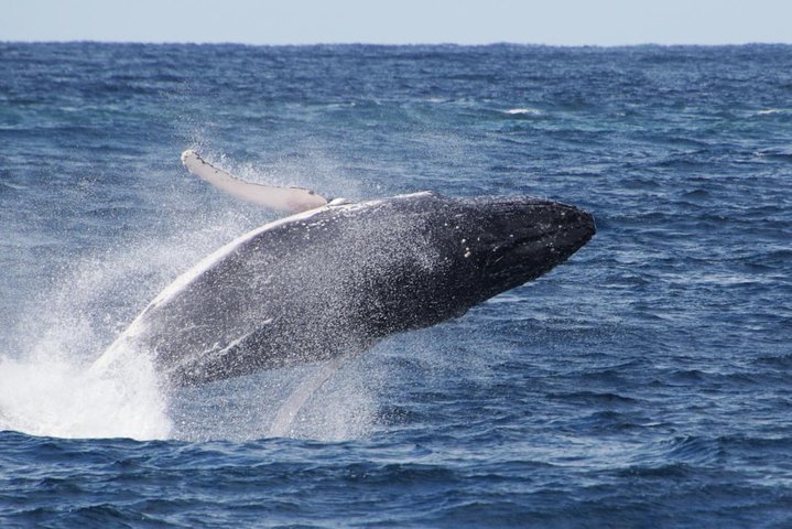 Whale Watching by Sea World Cruises - Mackay Tourism